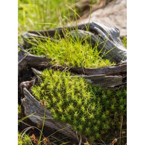 Sagine subulée 'Pine Green' Godet de 8/9 cm (1/2)