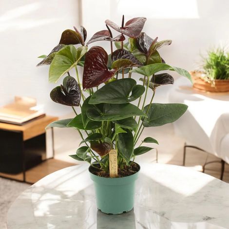 Gardenaria Anthurium andreanum 'Essencia' - Pianta da interno ornamentale - Altezza: 50 cm (vaso 14) (1/4)