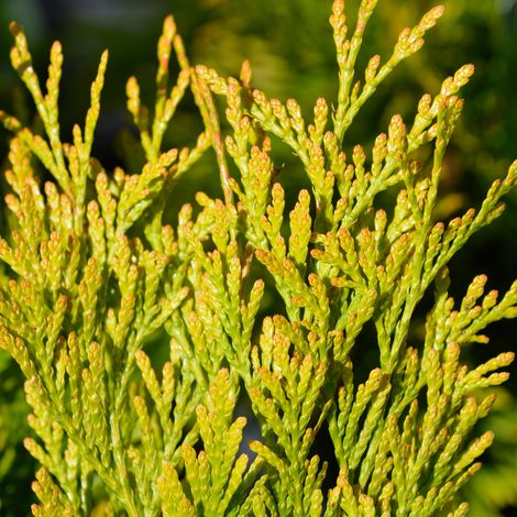 Cyprès de Leyland Castlewellan Gold - Cupressocyparis leylandii Castlewellan 80cm en pot (1/2)