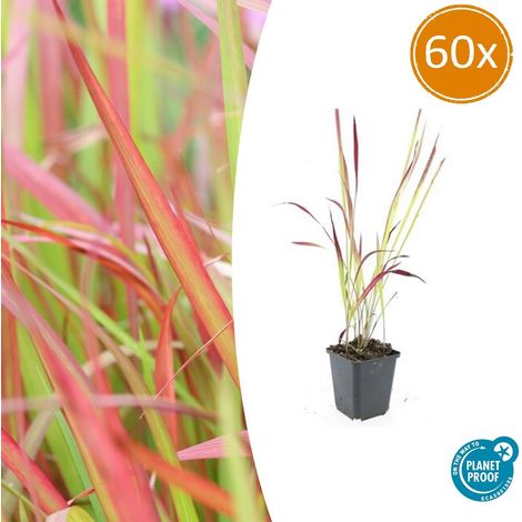 Lot de 60 Graminées Ornementales Imperata cylindrica Red Baron Herbe à Sang Japonaise Ø9cm - PANGIVO (1/5)
