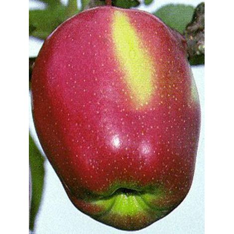 Pommier 'Gloster' Pot de 7,5L/10L, Gobelet (1/4)