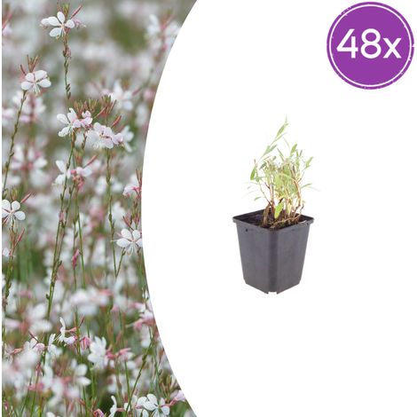 Plante Vivace Gaura lindheimeri pour Massif et Pot Fleurs Blanc à Rose Pâle Lot de 48 (1/5)