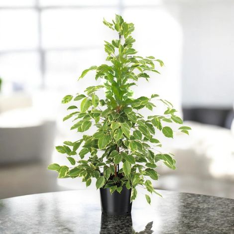 Gardenaria Ficus benjamina 'Golden King' - Pianta da interno ornamentale - Altezza: 100 cm (vaso 21) (1/5)