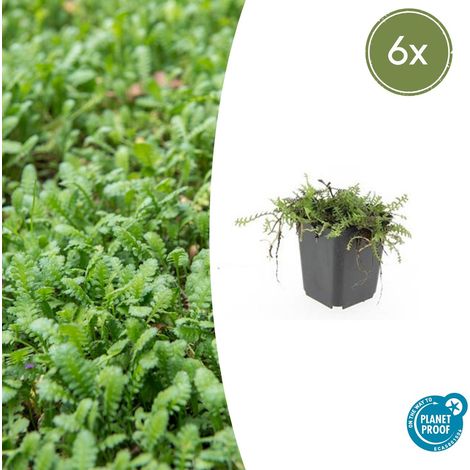 Leptinella squalida Lot de 6 - Plante Couvre-sol Persistante Tapis Vert - ↕10-25 cm Ø9 cm - PANGIVO (1/5)