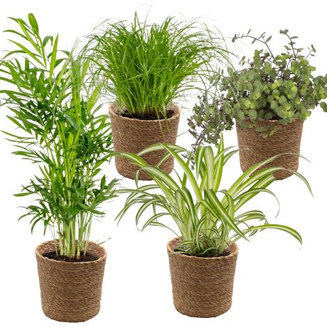 Bloomique - Lot de 4 - Mélange sans danger pour les animaux - Cyperus Zumula - Callisia - Chamaedorea - Chlorophytum - Plantes d’intérieur - Hauteur 20-40 cm - Panier en jonc de mer 12 cm (1/5)