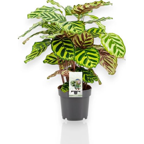 Gardenaria Calathea makoyana - Pianta da interno ornamentale - Altezza: 45 cm (vaso 14)