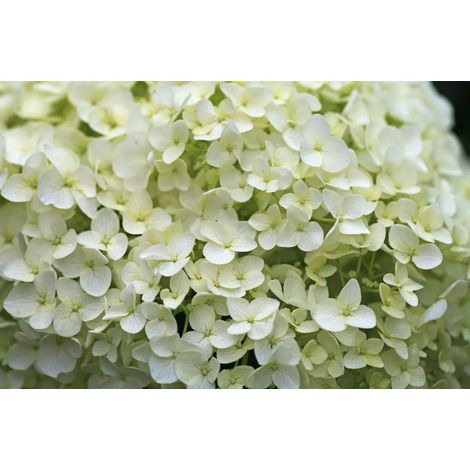 Gardenaria Ortensia - Hydrangea arborescens 'Annabelle' - Pianta acidofila ornamentale da esterno - Altezza: 30/40 cm (vaso18) (1/3)