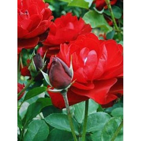 Rosier à massif 'Lilli Marleen' Pot de 4L/5L