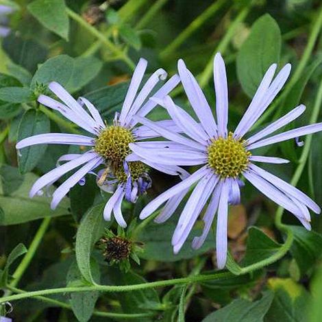 4 x Aster de Frikartii  - Aster frikartii 'Moench'  - godet 9x9