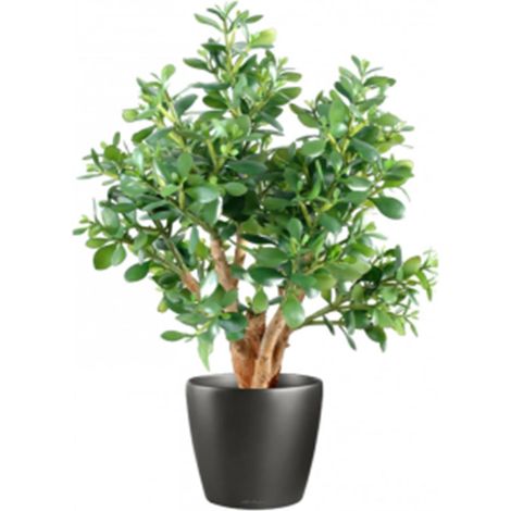 70cm Artificial Deluxe Jade Plant