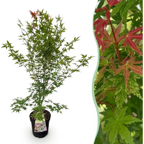 Érable du Japon Acer palmatum Phoenix - Plante de Jardin Décorative - Vert et Rouge - H90 cm - PANGIVO (1/5)