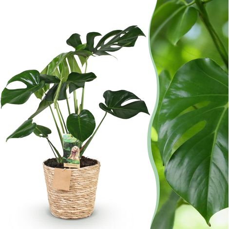 Monstera Deliciosa Plante à Trous d'Intérieur avec Panier Vert Pot 17 cm Hauteur 50-55 cm - PANGIVO (1/5)