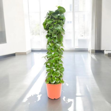 Gardenaria Cissus rotundifolia - Pianta da interno ornamentale - Altezza: 120 cm (vaso 24) (1/5)