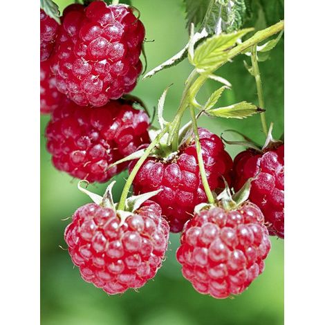 Framboisier remontant 'Bella Aromatica' Pot de 2L/3L (1/2)