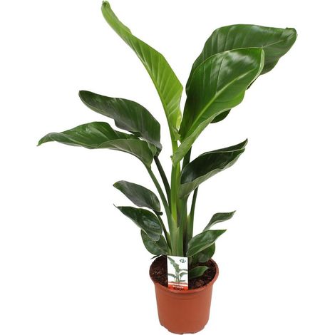 Strelitzia Nicolai Plante d’intérieur oiseau de paradis feuillage exotique pot 17 cm hauteur 70 cm - PANGIVO (1/5)