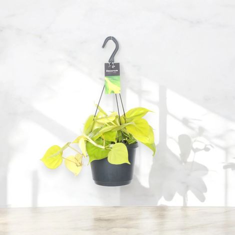 Gardenaria Philodendron scandens 'Lemon lime' - Pianta da interno ornamentale - Altezza: 30 cm (vaso 23) (1/5)