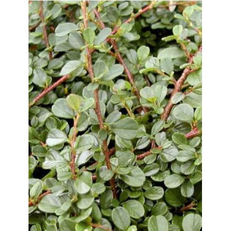 Cotonéaster à petites feuilles 'Queen Of Carpets' Godet de 8/9 cm