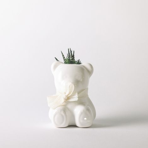 Pianta grassa in vaso ceramico orsetto artigianale Made in Italy Orsetto - Bianco