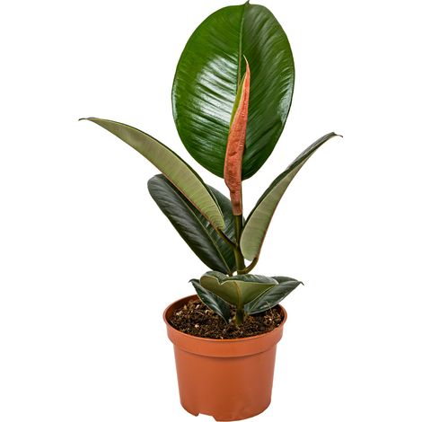 Bloomique - Ficus Elastica Robusta - Caoutchouc - Plante d’intérieur - Dépolluante - Très Facile à Entretenir - 30-40 cm de Haut - Pot 12 cm