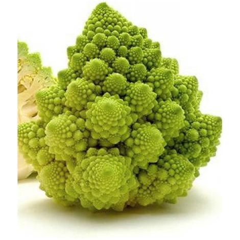Chou 'Romanesco' sachet de 200 graines – Période de semis : printemps – Hauteur à maturité : 50 cm – Rustique jusqu'à -23°C