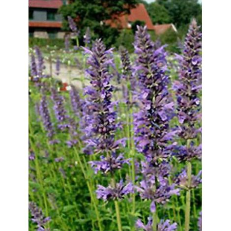 Agastache 'Serpentine' Godet de 8/9 cm (1/3)