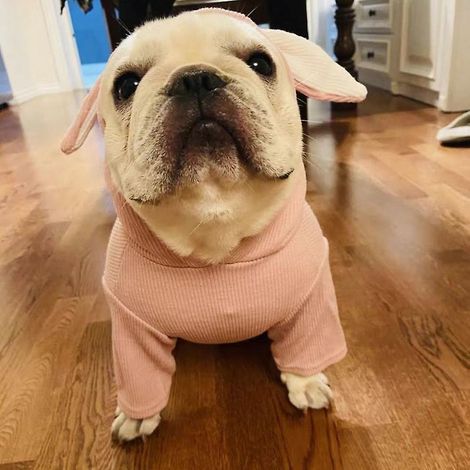 costume De Chien De Combat Pour Animaux De Compagnie, Costume De Chien De Petite Et Moyenne Taille, Oreilles De Lapin, 2 - 4 Kg Party Costume - Ro (1/5)