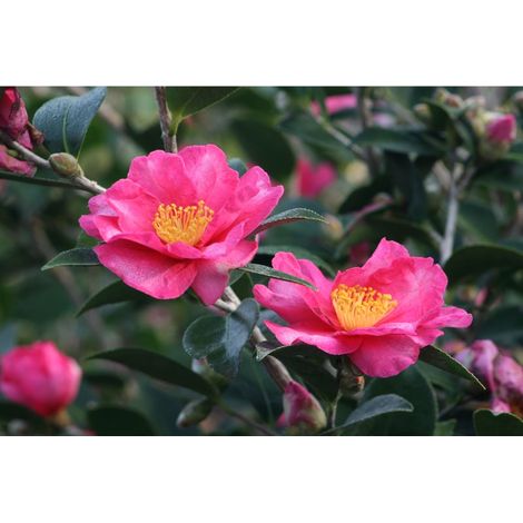 CAMELIA SASANQUA KANJIRO IN VASO 17CM