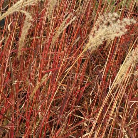 Miscanthus, Roseau de Chine Dronning Ingrid/Pot de 3L - Touffe (1/4)