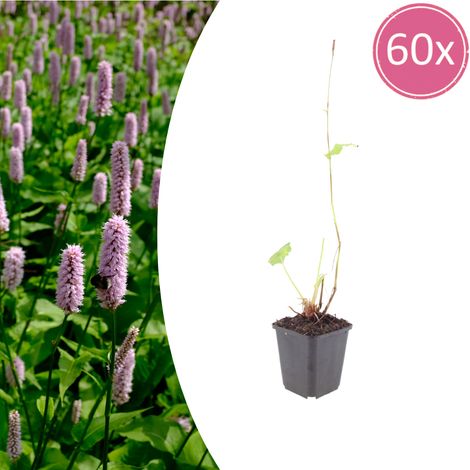 Lot de 60 Persicaria affinis 'Superba' Plante Vivace Couvre-sol Fleurs Rouge Foncé 10-25 cm Ø 9 cm - PANGIVO (1/5)