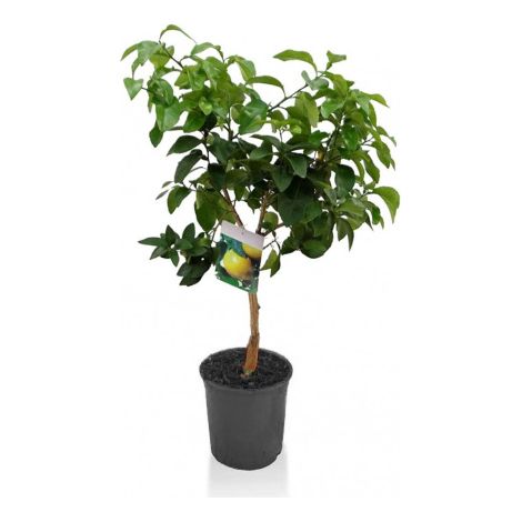 Pompelmo "Citrus Paradisi" pianta di Agrumi di Sicilia in vaso  22 cm (1/5)