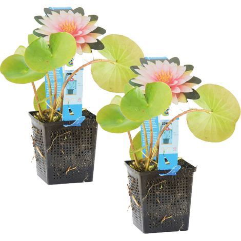 Bloomique - Lot de 2 - Nymphaea Wilfron Gonnere - Nénuphar - Rose - Plantes de bassin - Plantes aquatiques - Rustique - Hauteur 10-20 cm - Pot 11 cm