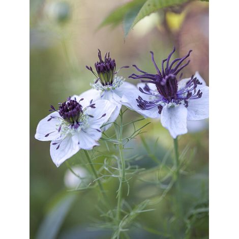 Nigelle 'African Bride' le sachet de 150 graines (0,2g) (1/2)