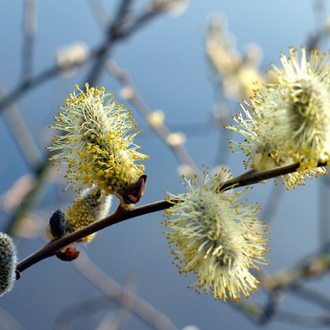 Saule marsault pleureur, Salix/Pot de 7,5L - Tigette - 60/80 cm (1/2)