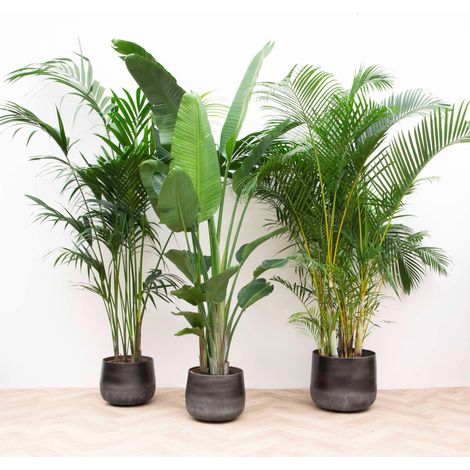 Lot de 3 Grandes Plantes Vertes d'Intérieur XXL Kentia Strelitzia Nicolai Areca 200-225 cm - PANGIVO (1/2)
