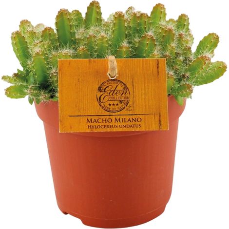 Cactus Hylocereus Undatus - Plante d'Intérieur Décorative - Pot Ø11 cm - Hauteur 15 cm - PANGIVO (1/4)