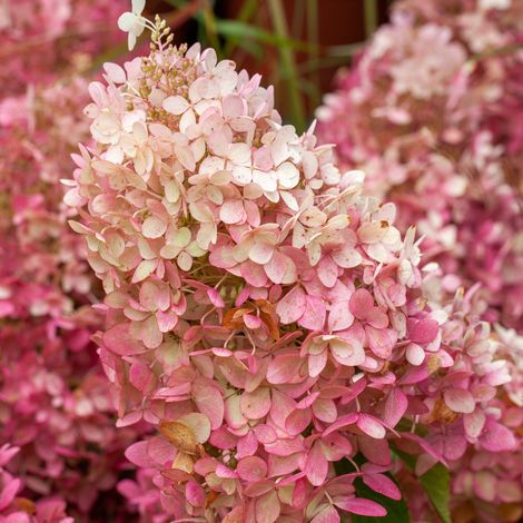 Gardenaria Ortensia - Hydrangea Paniculata 'Graffiti' - Pianta acidofila ornamentale da esterno - Altezza: 40/50 cm (vaso19) (1/2)