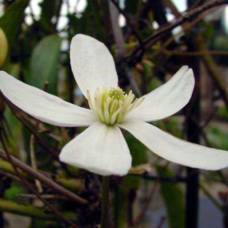 Clématite Armandii - Liane des bois - 50-60 cm en pot : Plante grimpante à feuillage persistant avec des fleurs blanches et parfumées au début du printemps. (1/5)