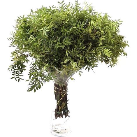 Lentisco  Flor Natural  Ramo de 50 tallos  Verde  60cm de alto (1/5)