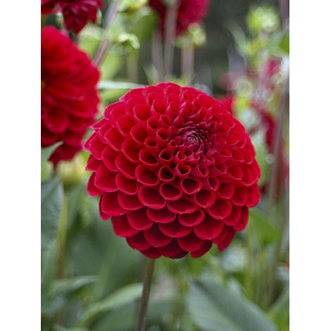 Dahlia balle 'Cornel' Bulbe calibre I