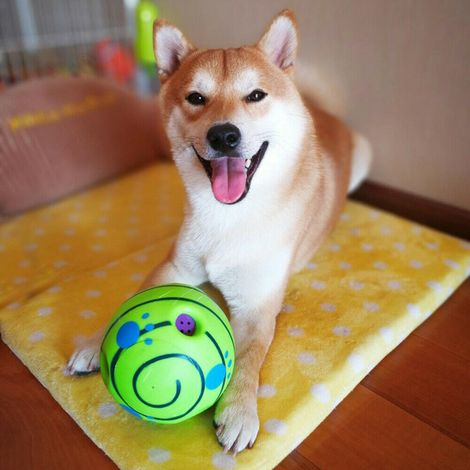 Giggle Ball Pet Dog Toys Surprise Rolling Shaken Interactive Toys Avec Son (1/5)