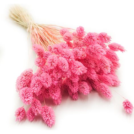 Phalaris essiccata - Erba canarino - Rosa (1/5)