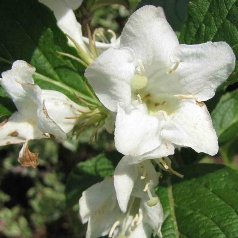 Weigela Snowflake, Weigelia/Pot de 4L - 40/60 cm (1/2)