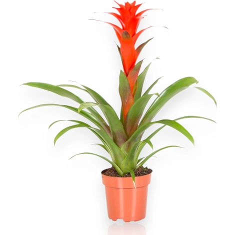 Gardenaria Guzmania 'Calypso' - Pianta da interno ornamentale - Altezza: 50 cm (vaso 12) (1/5)