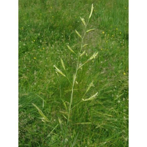 Fétuque des prés (Festuca pratensis) 20 kg PARDUS graines de graminées, graminée unique