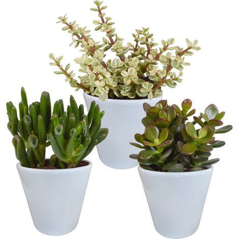 Lot de 3 Crassula Plantes Grasses Variées en Pots Blancs Ø 8,5 cm - Décoration Intérieure - PANGIVO (1/5)