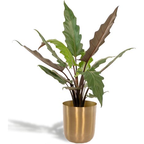 Alocasia Lauterbachiana Plante Verte d'Intérieur avec Pot Mayk Doré Ø19 cm Hauteur 80 cm - PANGIVO (1/5)