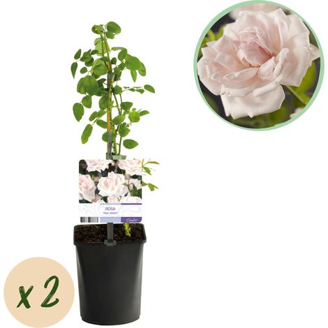Rosier Grimpant Rosa New Dawn Fleurs Rose Clair Parfumées - Lot de 2 - Pot 11 cm Hauteur 40 cm - PANGIVO (1/5)