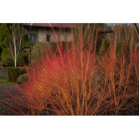 Gardenaria Corniolo - Cornus 'Midwinter Fire' - Arbusto ornamentale da giardino - Altezza: 40/60 cm (vaso19) (1/3)