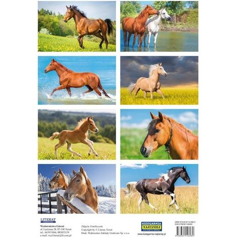 Pegatinas de caballos