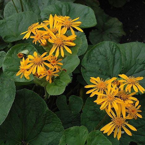 4 x Ligulaire  - Ligularia dentata 'Desdemona'  - godet 9x9 cm (1/4)